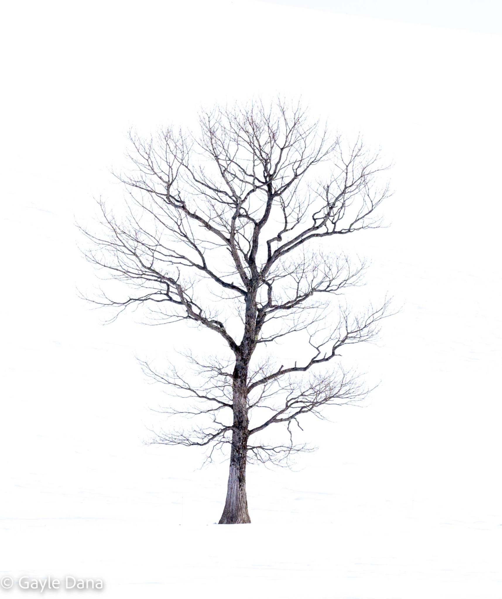 Tree in winter